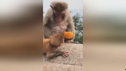 这个妈咪有点凶,揭秘妈咪有点凶的育儿哲学