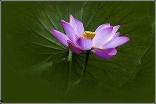 初秋玉色,时光流转中的温润时光